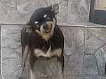 Cachorro raça Pinscher  idade 6 ou mais anos nome Lilica