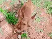 Cachorro raça Cofap idade 2 anos nome Meg