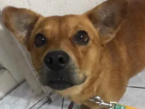 Cachorro raça Vira lata  idade 2 anos nome Poliana