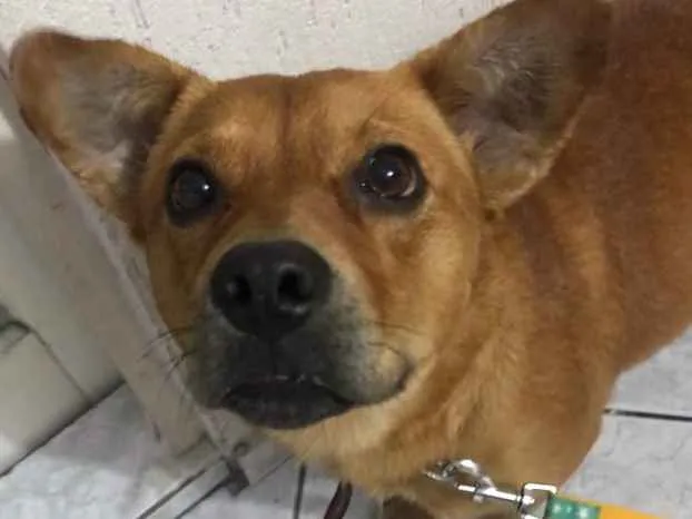 Cachorro ra a Vira lata  idade 2 anos nome Poliana