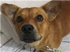 Cachorro raça Vira lata  idade 2 anos nome Poliana