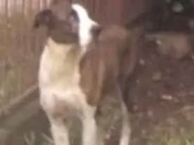 Cachorro raça Vira lata  idade 5 anos nome Fred