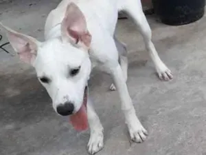 Cachorro raça Dogo agentino idade 6 ou mais anos nome Branquinha e spaik 