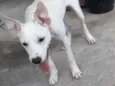 Branquinha e spaik