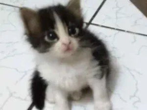 Gato raça Sem raça idade Abaixo de 2 meses nome Luna