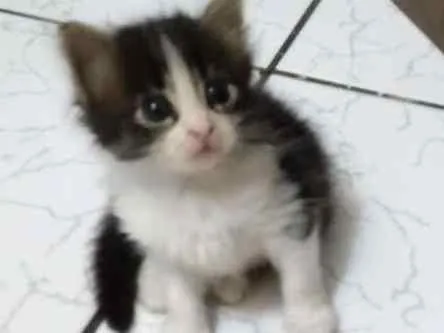 Gato ra a Sem raça idade Abaixo de 2 meses nome Luna