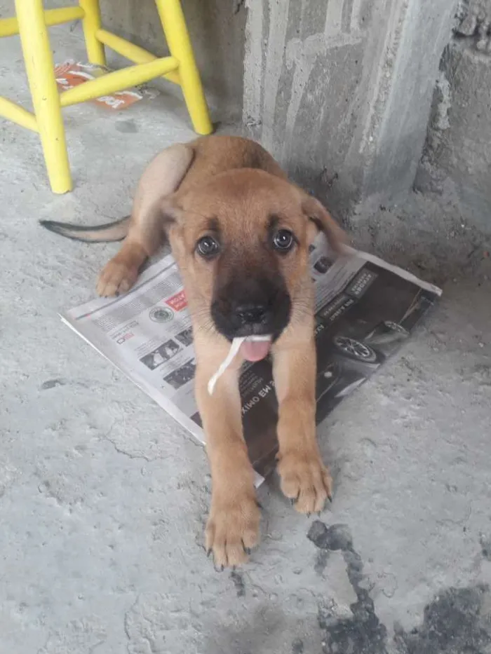 Cachorro ra a SRD idade 2 a 6 meses nome Milly