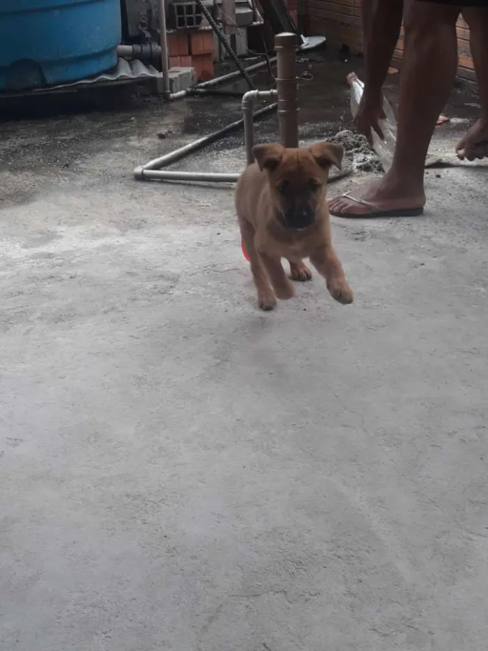 Cachorro ra a SRD idade 2 a 6 meses nome Milly
