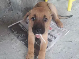 Cachorro raça SRD idade 2 a 6 meses nome Milly