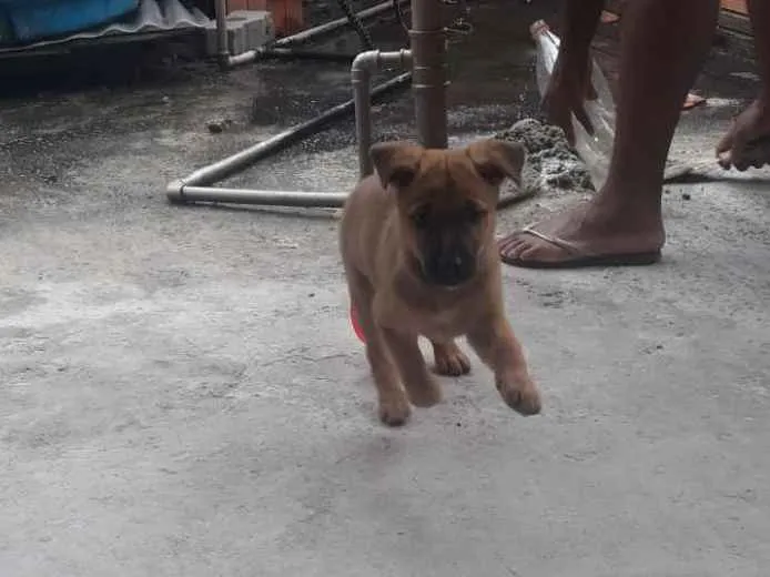 Cachorro ra a SRD idade 2 a 6 meses nome Milly