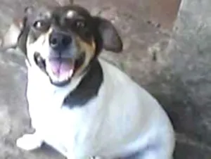 Cachorro raça VIRA-LATA idade 6 ou mais anos nome BATUQUINHA GRATIFICA