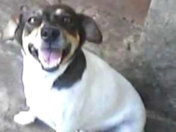 Cachorro ra a VIRA-LATA idade 6 ou mais anos nome BATUQUINHA GRATIFICA