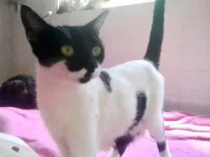Gato raça Srd idade 7 a 11 meses nome Kate gatinha amorosa