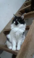Ágatha querida fofa 