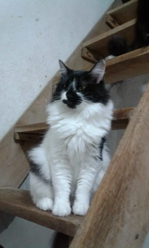 Gato ra a Srd  idade 7 a 11 meses nome Ágatha querida fofa 