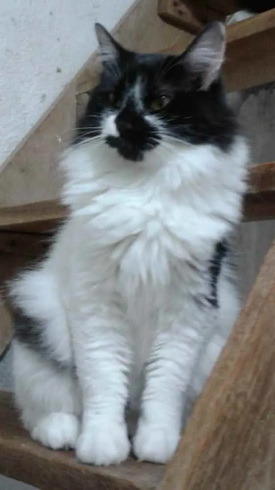 Gato ra a Srd  idade 7 a 11 meses nome Ágatha querida fofa 