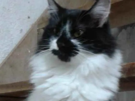 Gato ra a Srd  idade 7 a 11 meses nome Ágatha querida fofa 