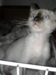 Pepe