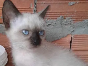 Gato raça Siames  idade 2 a 6 meses nome Pepe