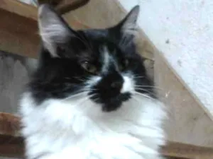 Gato raça Srd  idade 7 a 11 meses nome Ágatha querida fofa 