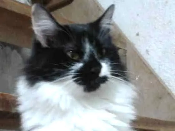 Gato ra a Srd  idade 7 a 11 meses nome Ágatha querida fofa 