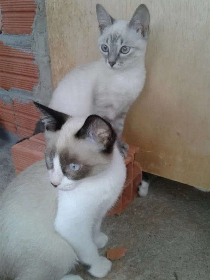 Gato ra a Siames  idade 2 a 6 meses nome Misha