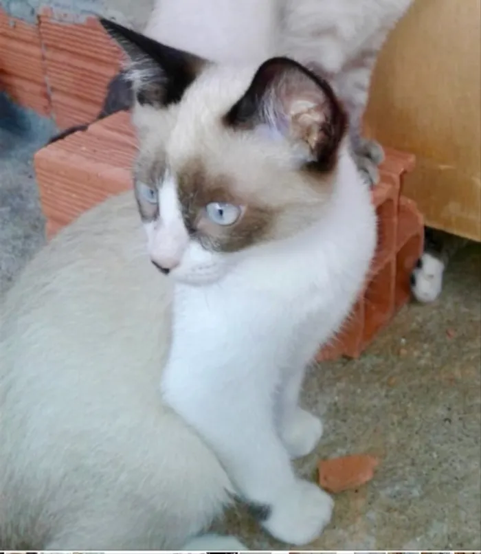 Gato ra a Siames  idade 2 a 6 meses nome Misha