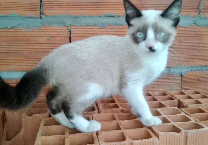 Gato ra a Siames  idade 2 a 6 meses nome Misha