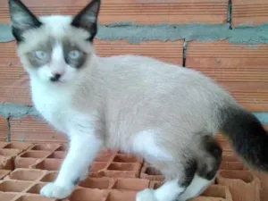 Gato raça Siames  idade 2 a 6 meses nome Misha