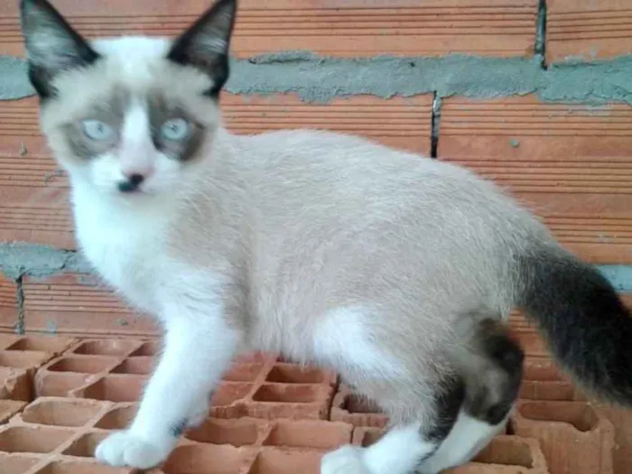 Gato ra a Siames  idade 2 a 6 meses nome Misha