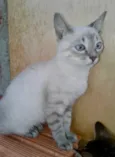 Pompom