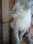 Pompom