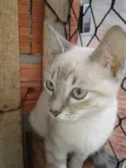Pompom