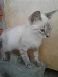 Pompom