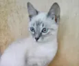 Pompom