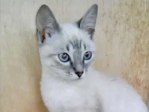Gato raça Siames srd  idade 2 a 6 meses nome Pompom