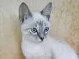 Pompom