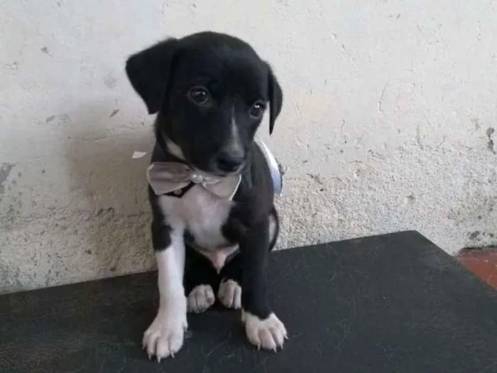 Cachorro ra a Vira lata idade Abaixo de 2 meses nome Sem nome
