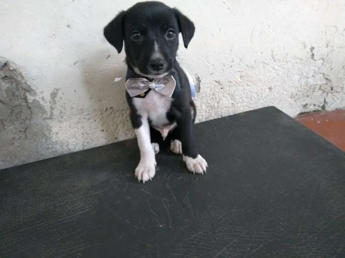 Cachorro ra a Vira lata idade Abaixo de 2 meses nome Sem nome