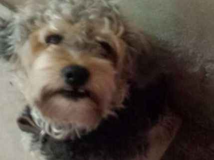 Cachorro raça poodle idade 2 anos nome Max