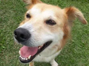 Cachorro raça SRD idade 3 anos nome LORENA