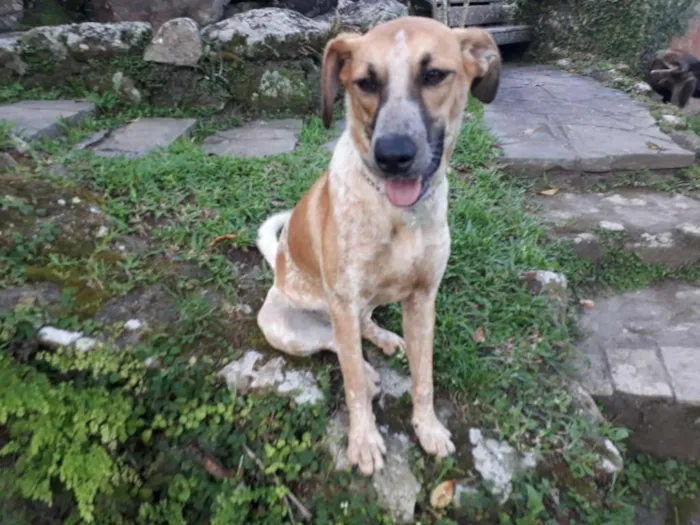 Cachorro ra a SRD idade 1 ano nome SWEET