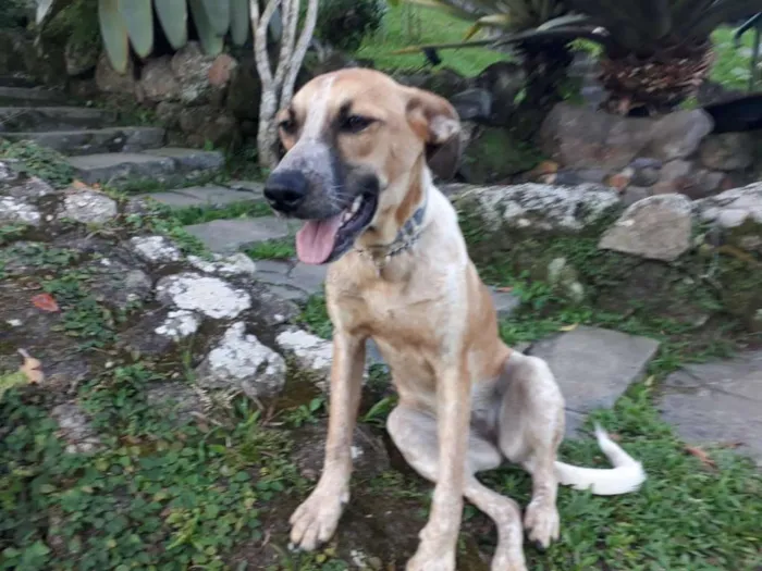 Cachorro ra a SRD idade 1 ano nome SWEET