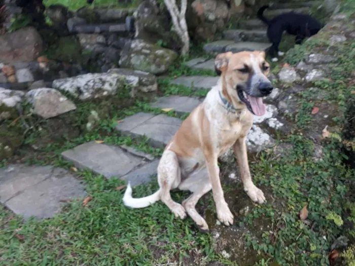 Cachorro ra a SRD idade 1 ano nome SWEET