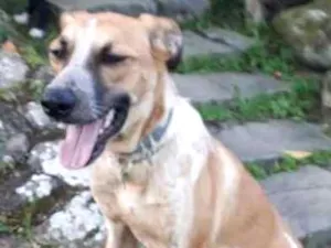 Cachorro raça SRD idade 1 ano nome SWEET