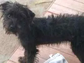 Cachorro raça  idade 2 a 6 meses nome Thor