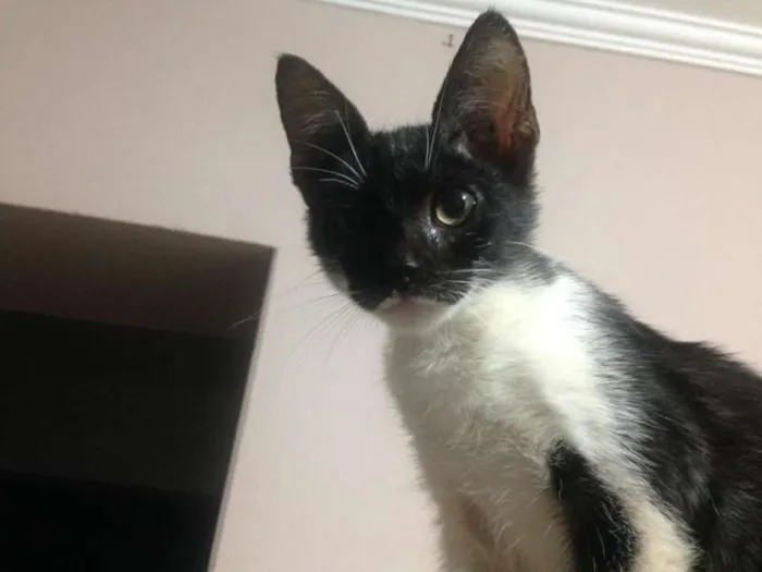 Gato ra a SRD idade 2 a 6 meses nome Lina