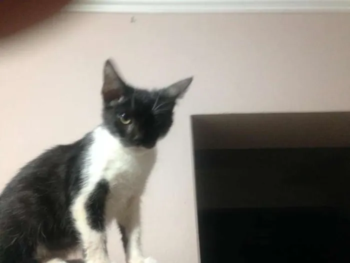 Gato ra a SRD idade 2 a 6 meses nome Lina