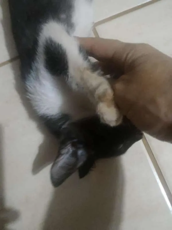 Gato ra a SRD idade 2 a 6 meses nome Lina
