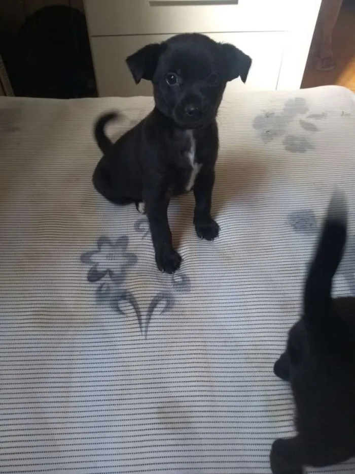 Cachorro raça Sem raça idade 2 a 6 meses nome Pituquinha